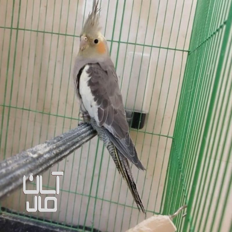 عروس هلندی