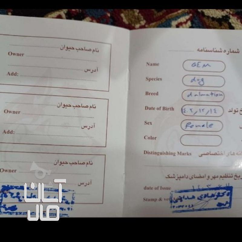 سگ وارداتی از روسیه