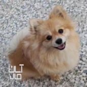 شگ پامر روباهی