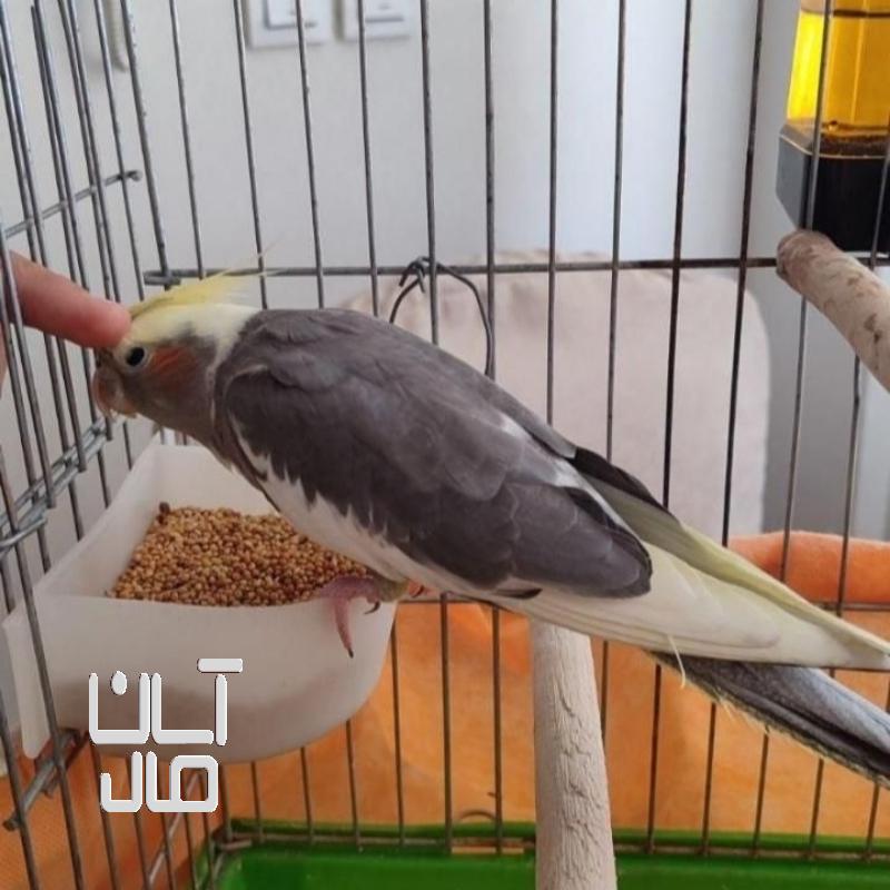 عروس هلندی نر