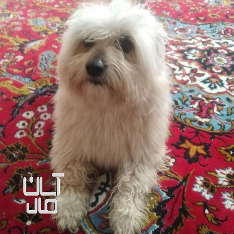 سگ پشمالو