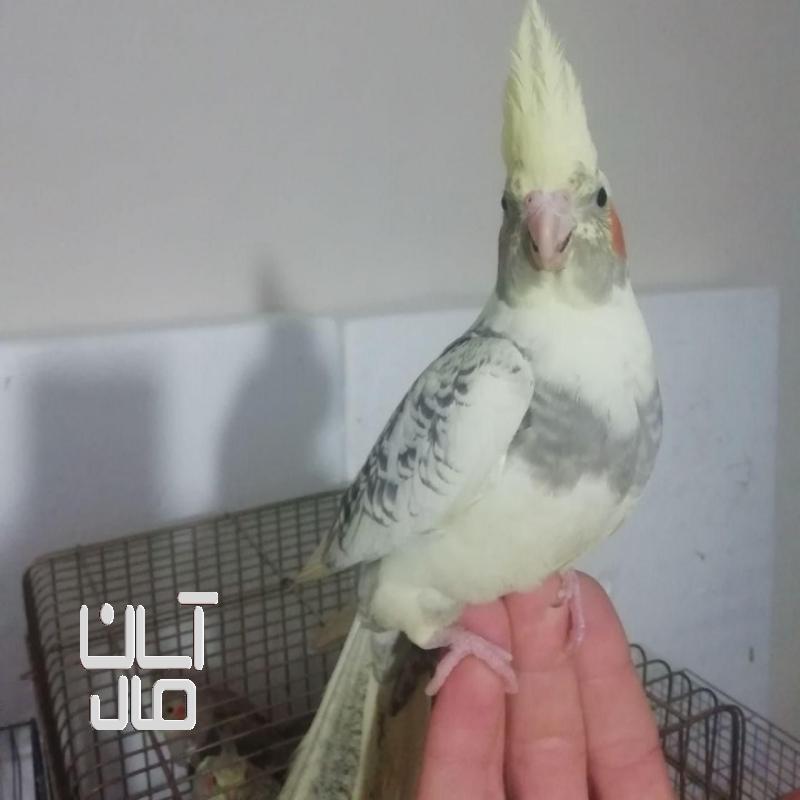 عروس هلندی