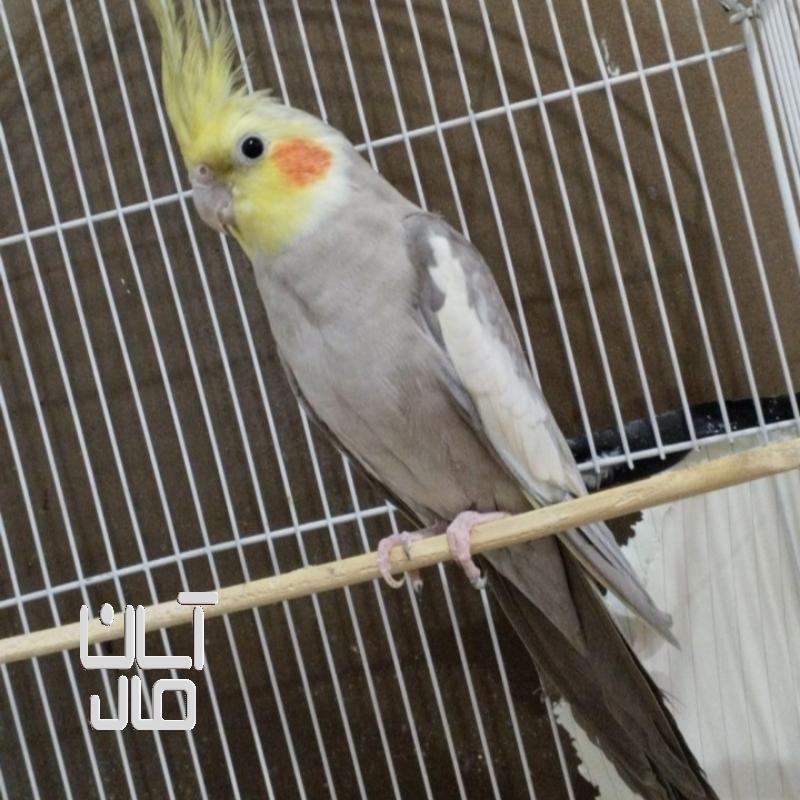 عروس هلندی