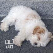 سگ پاکوتاه شیتزو