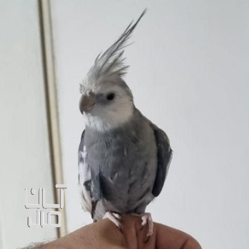 عروس هلندی
