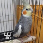 عروس هلندی نر