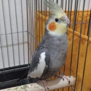 عروس هلندی نر