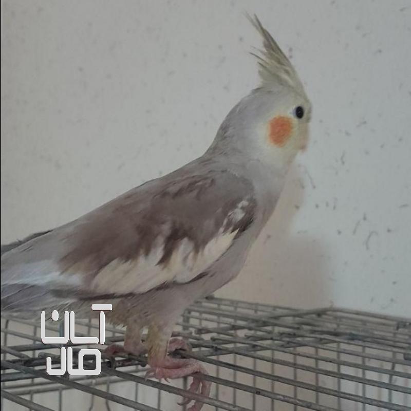 عروس هلندی