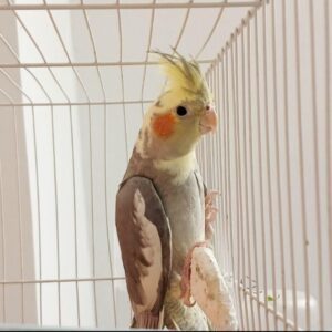 عروس هلندی نر