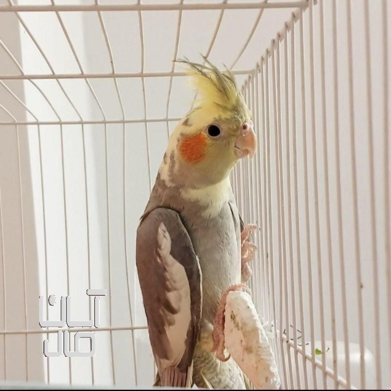 عروس هلندی نر