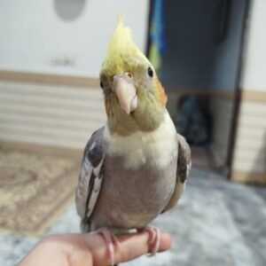 عروس هلندی