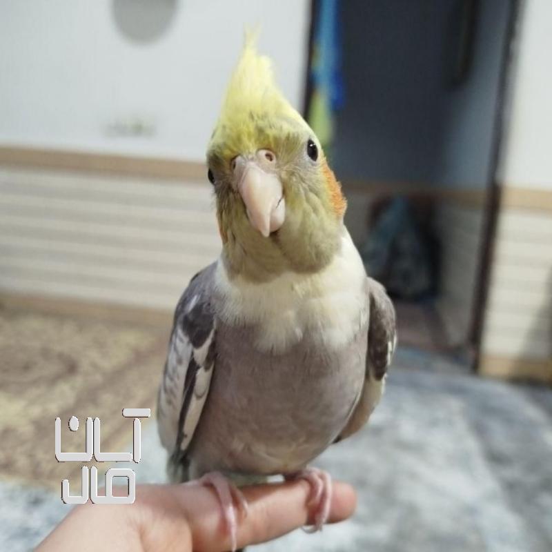 عروس هلندی