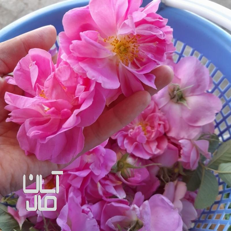 گل محمدی