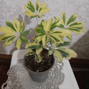 گل طبیعی