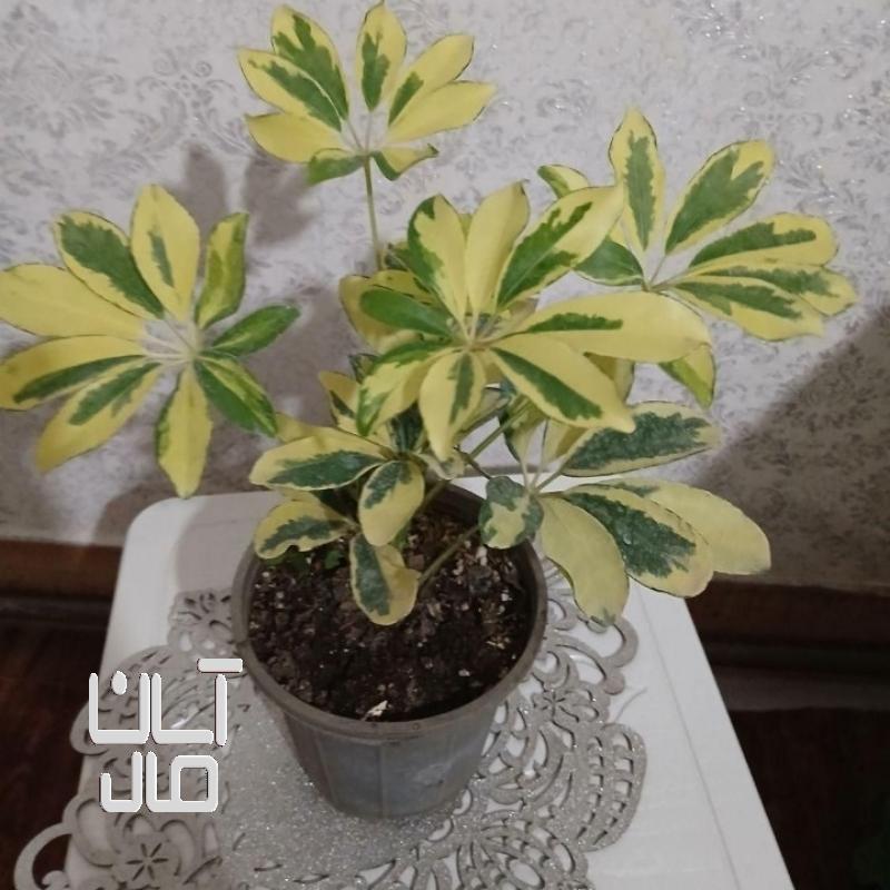 گل طبیعی