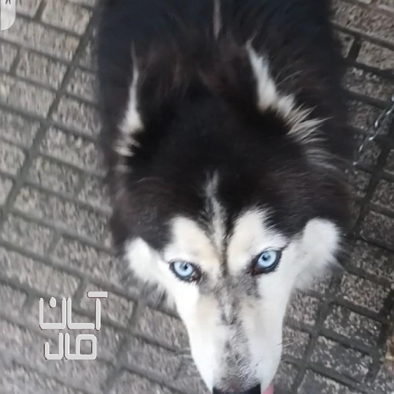 سگ وارداتی از روسیه