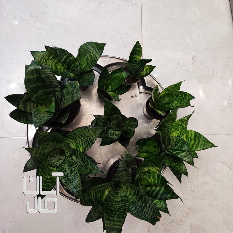 گل های طبیعی خانگی