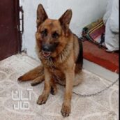 سگ ژرمن شپرد اصیل