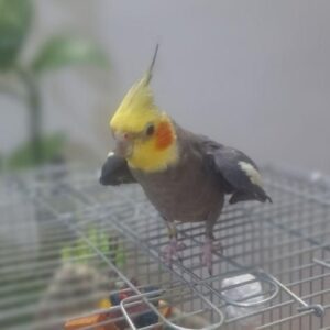 عروس هلندی