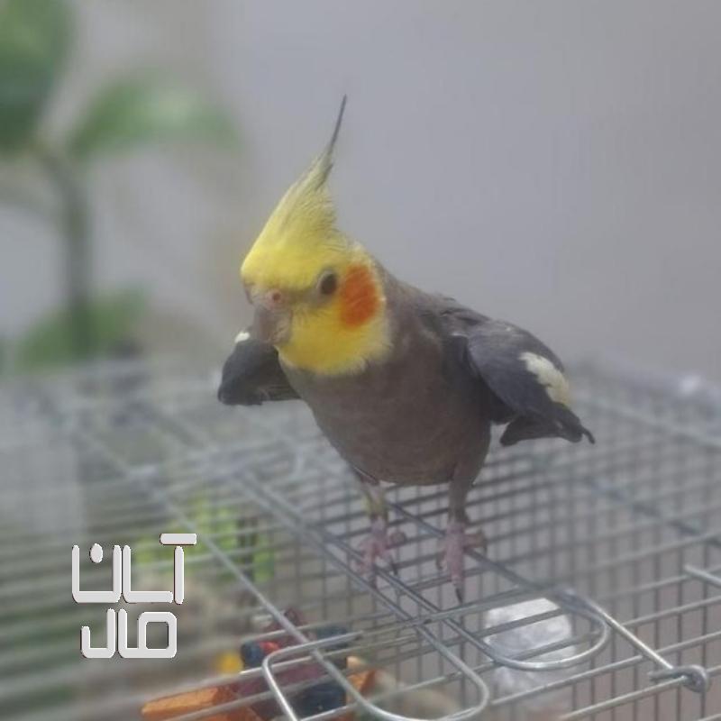 عروس هلندی