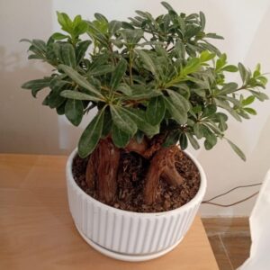 فروش بونسای