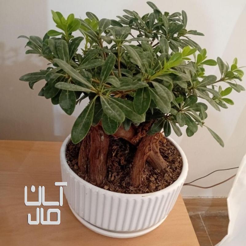 فروش بونسای