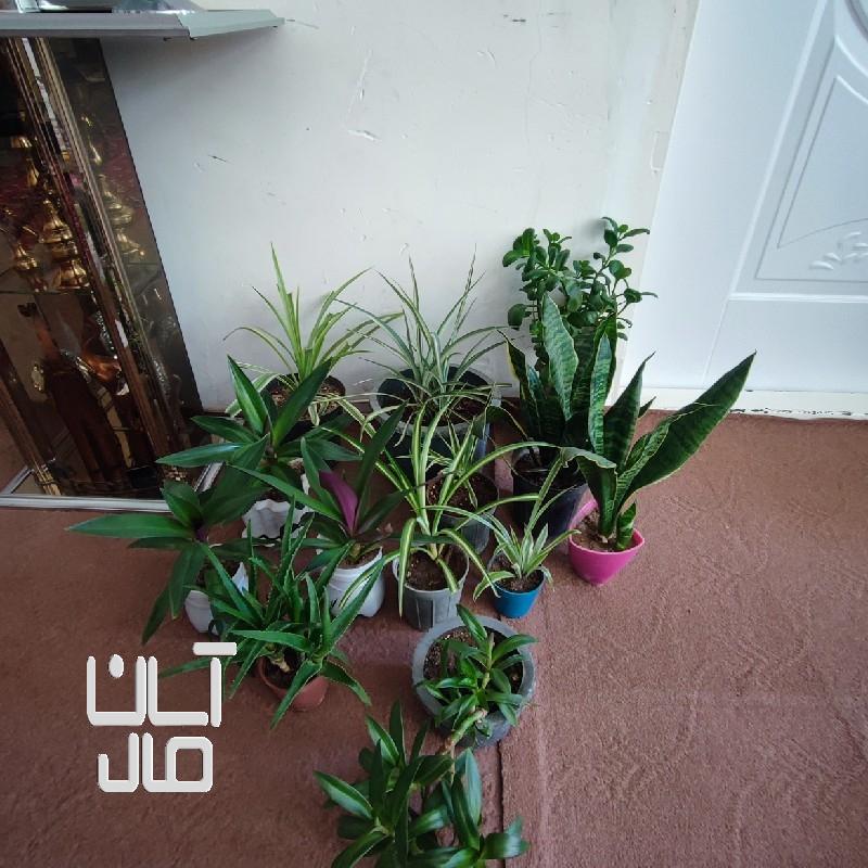 گل های طبیعی خانگی