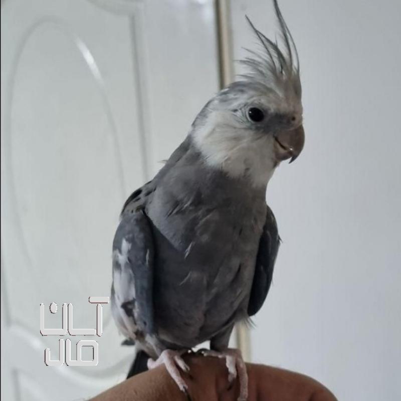 عروس هلندی