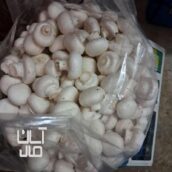 قارچ درجه ۱