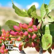 آینده را اکنون بخرید