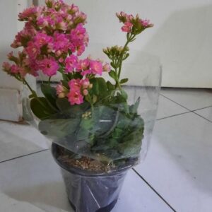 گل زیبای کالانکوا