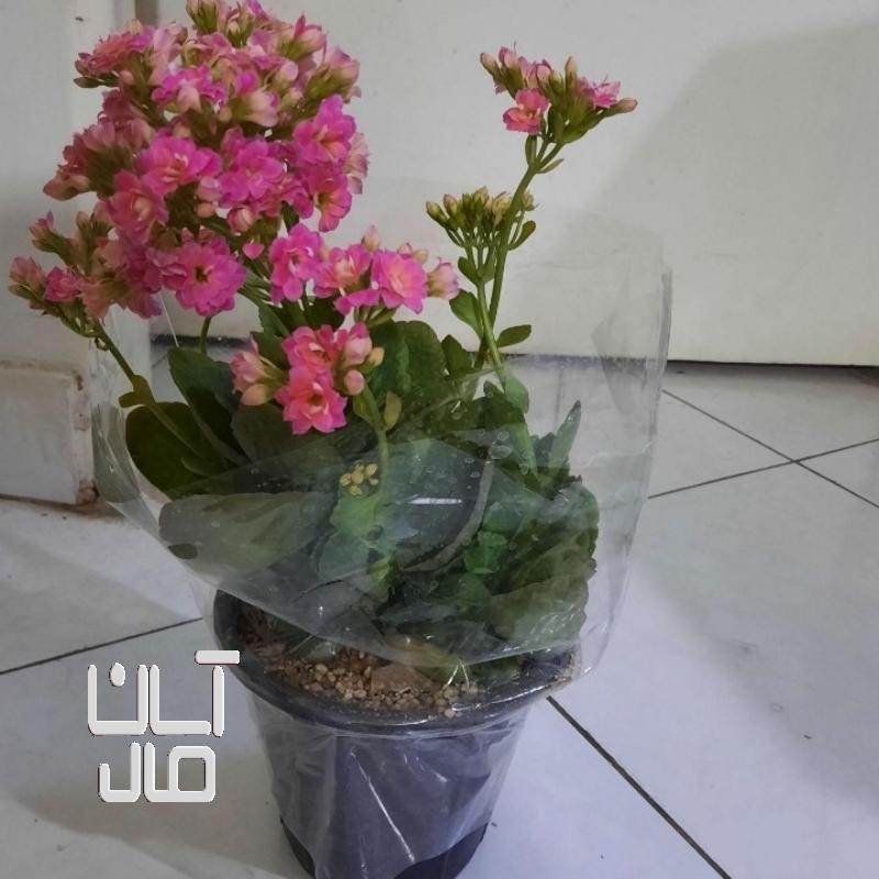 گل زیبای کالانکوا