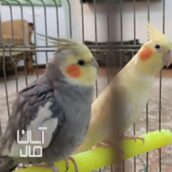 عروس هلندی نر وماده