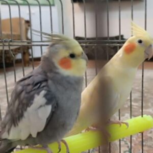 عروس هلندی نر وماده