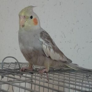 عروس هلندی