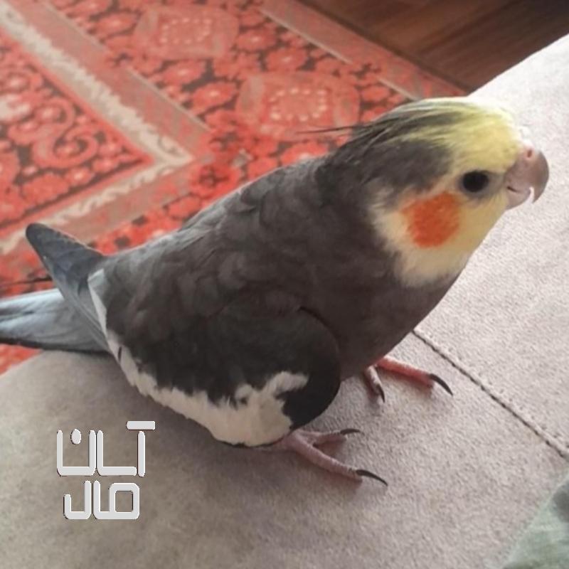 عروس هلندی