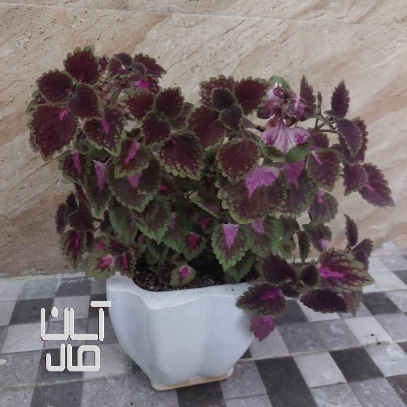 گل حسن یوسف