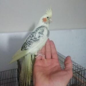 عروس هلندی