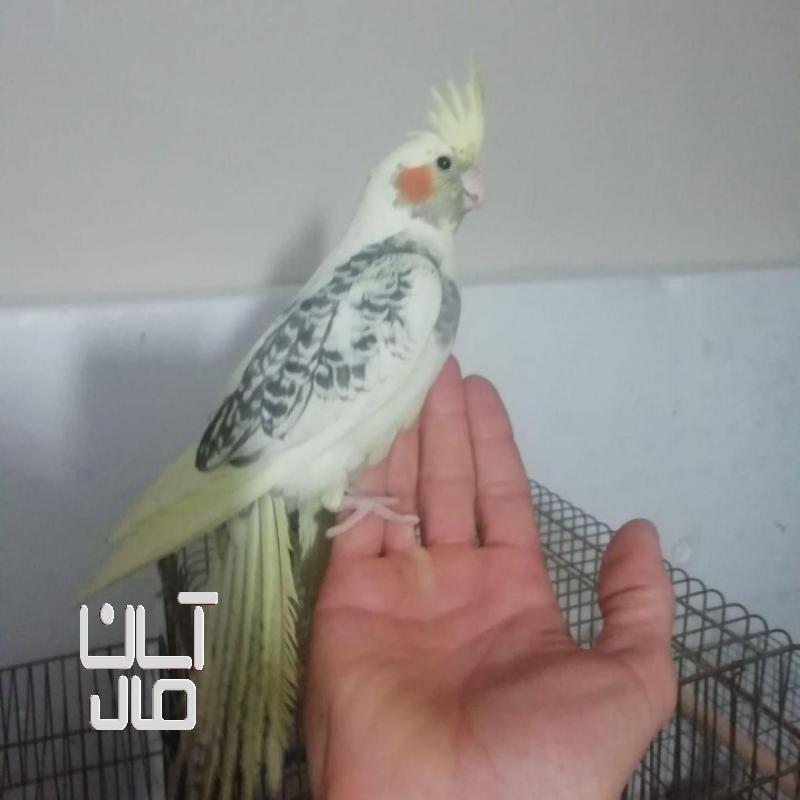 عروس هلندی