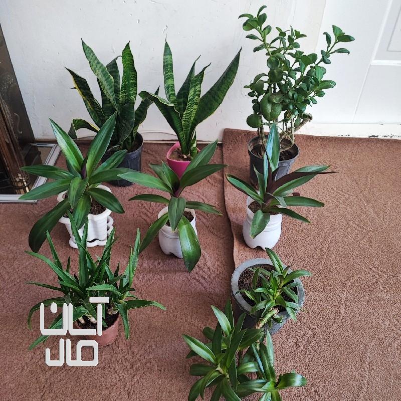 گل های طبیعی خانگی