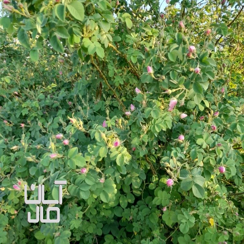 گل محمدی