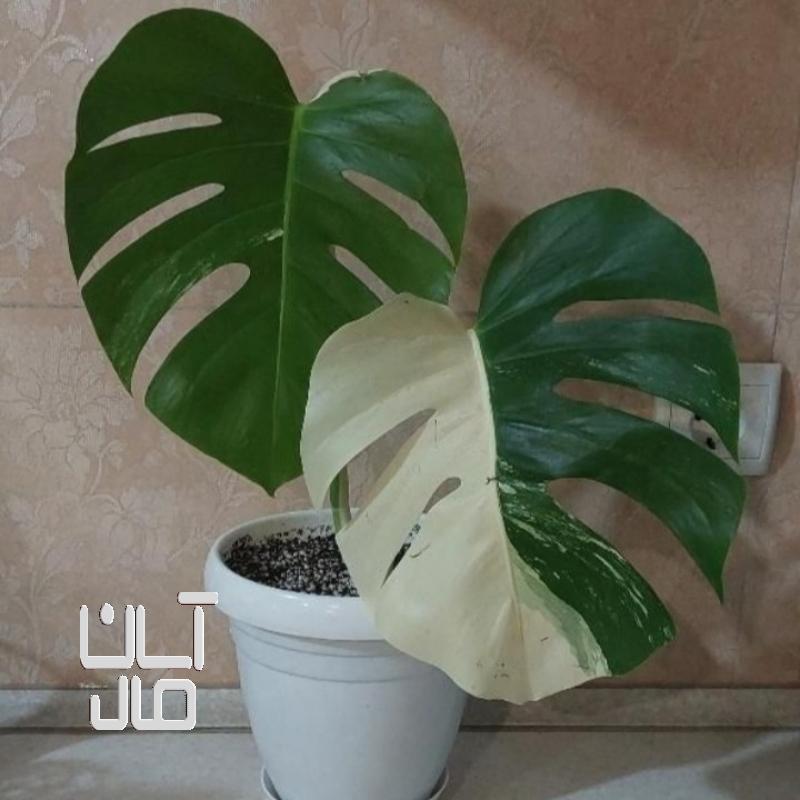 برگ انجیری