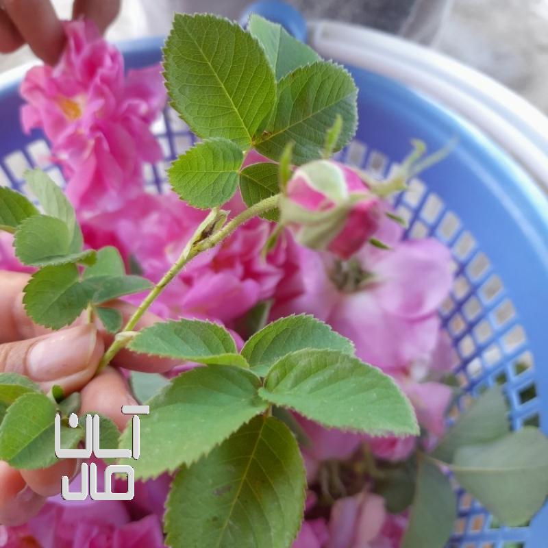 گل محمدی