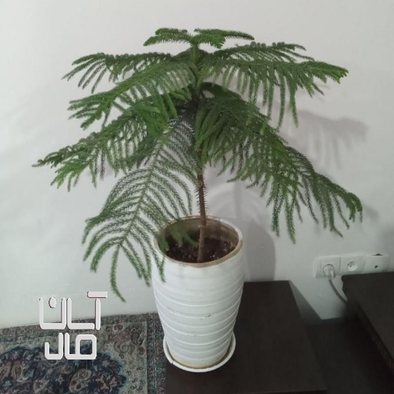 گل کاج مطبق
