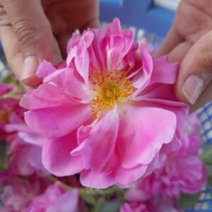 گل محمدی