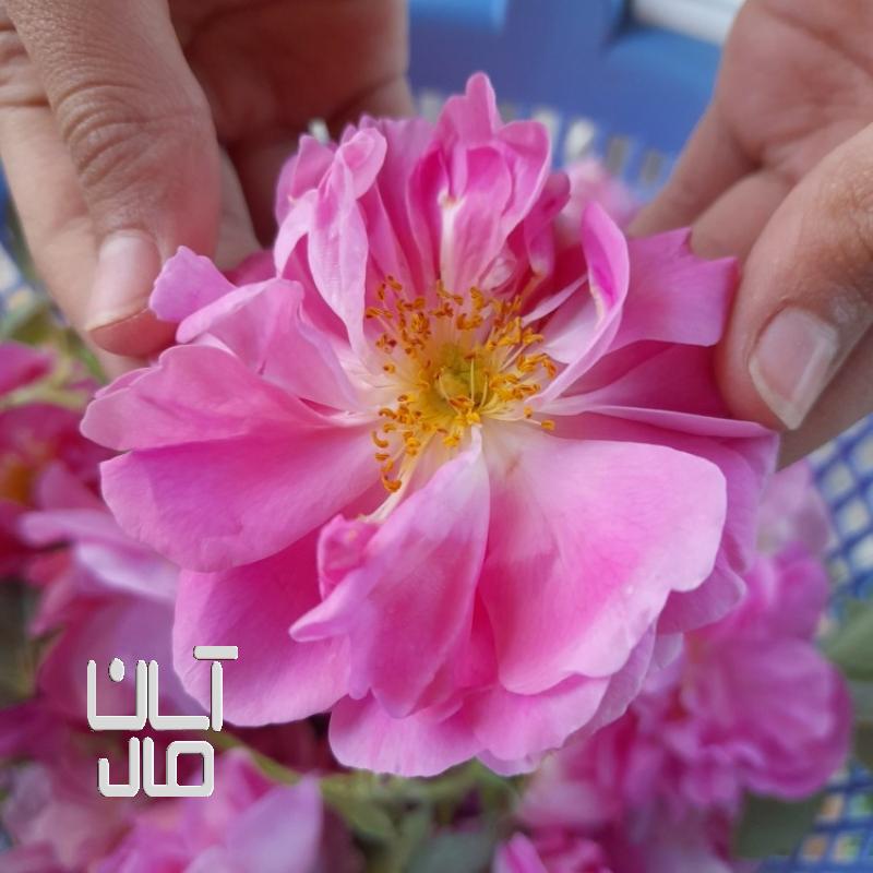 گل محمدی