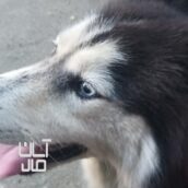 سگ وارداتی از روسیه