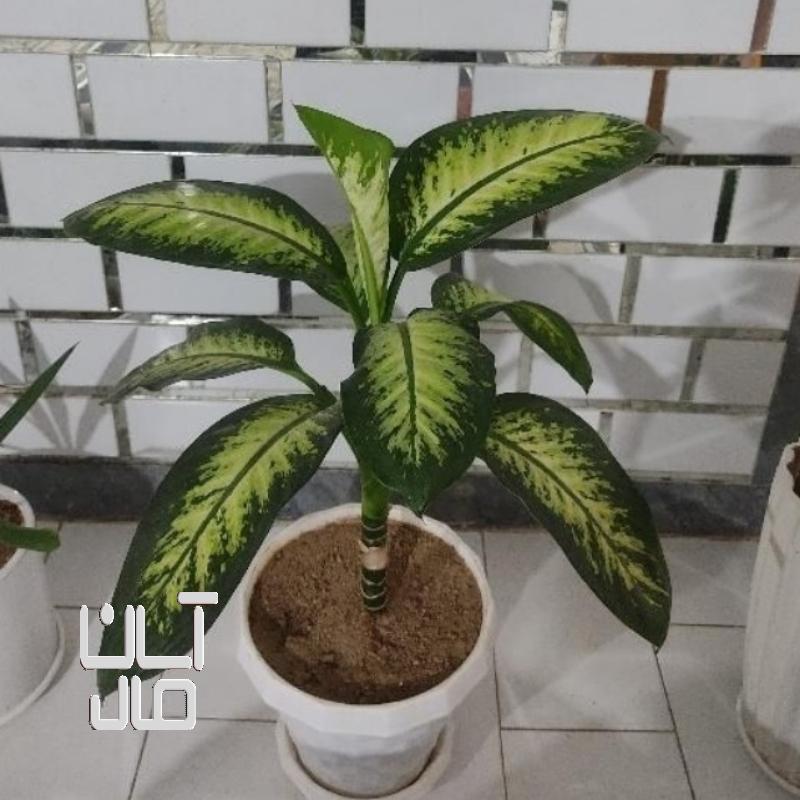 گل دیفن باخیا