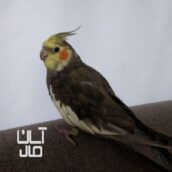 عروس هلندی سخنگو