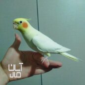 عروس هلندی سخنگو